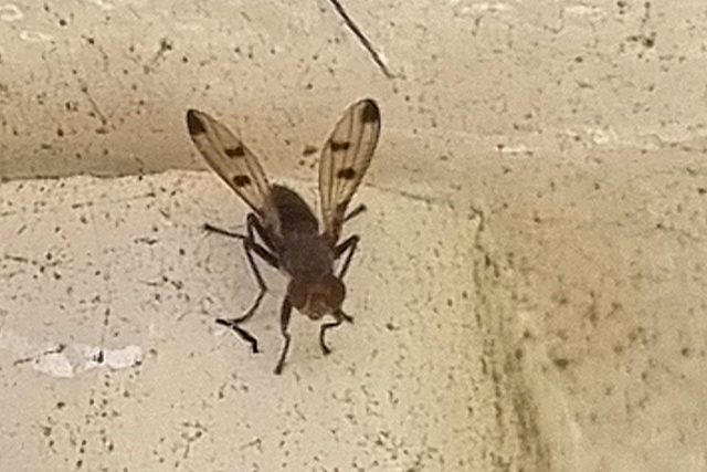 Geomyza tripunctata